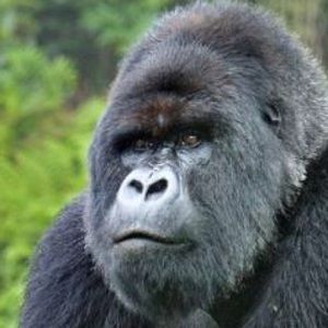 Meet your Posher, Lucas